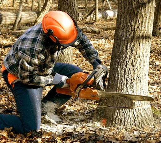 Tree Removal in Kerrville, TX